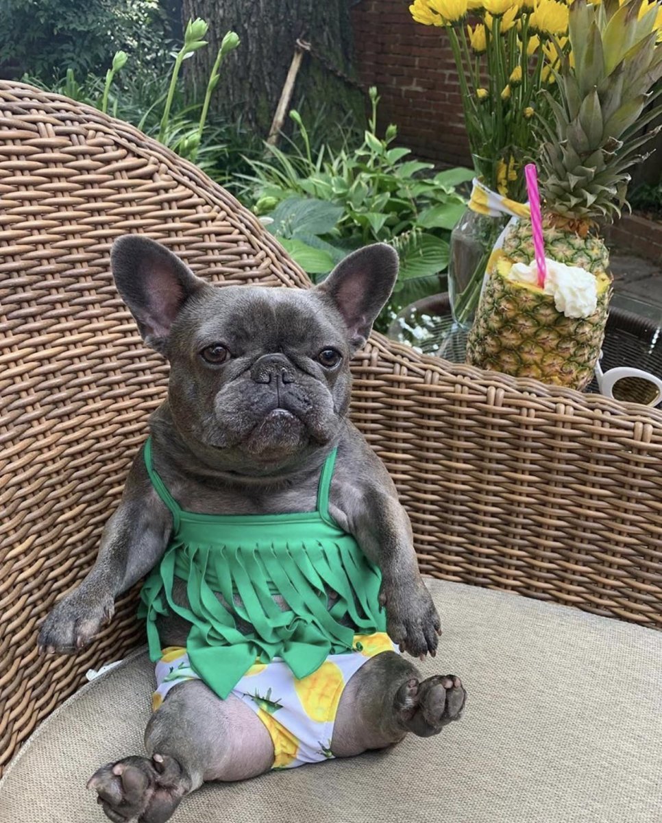 Карликовый французский бульдог