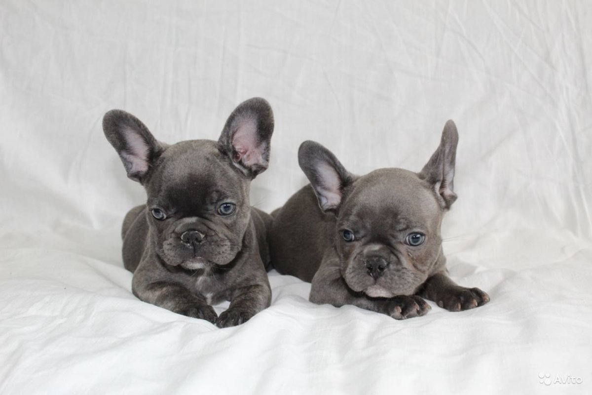 Французский бульдог серый с голубыми