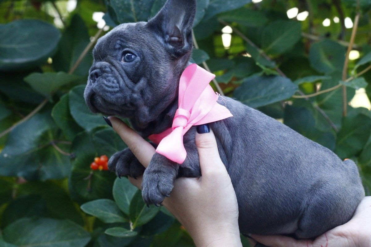 Мини бульдог французский карликовый