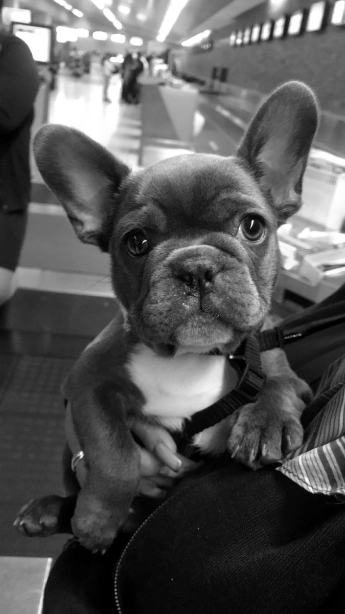 Французский бульдог голубого окраса