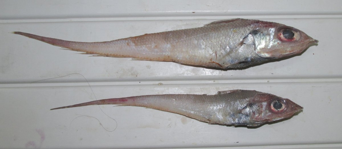 Рыба Abyssobrotula galatheae