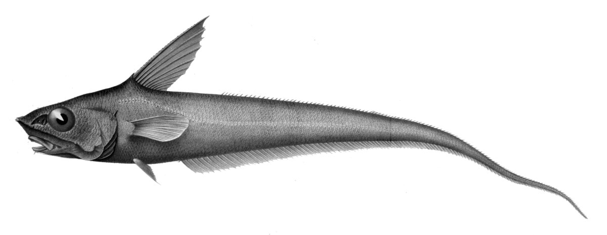 Малоглазый макрурус