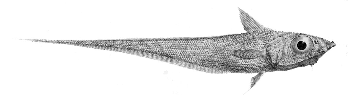 Рыболов из Мурманска Роман Федорцов