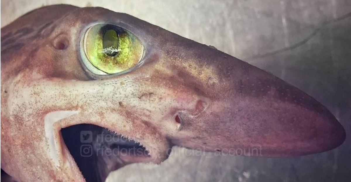 Малоглазый макрурус