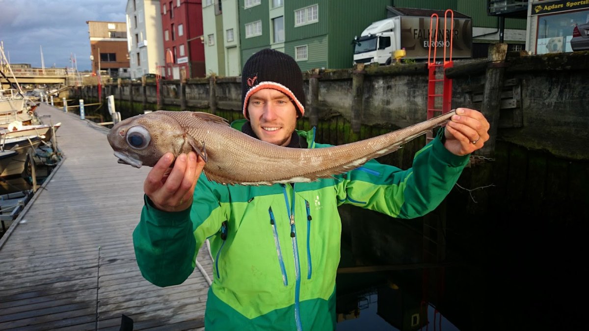 Долгохвост (макрурус) малоглазый (Albatrossia pectoralis)