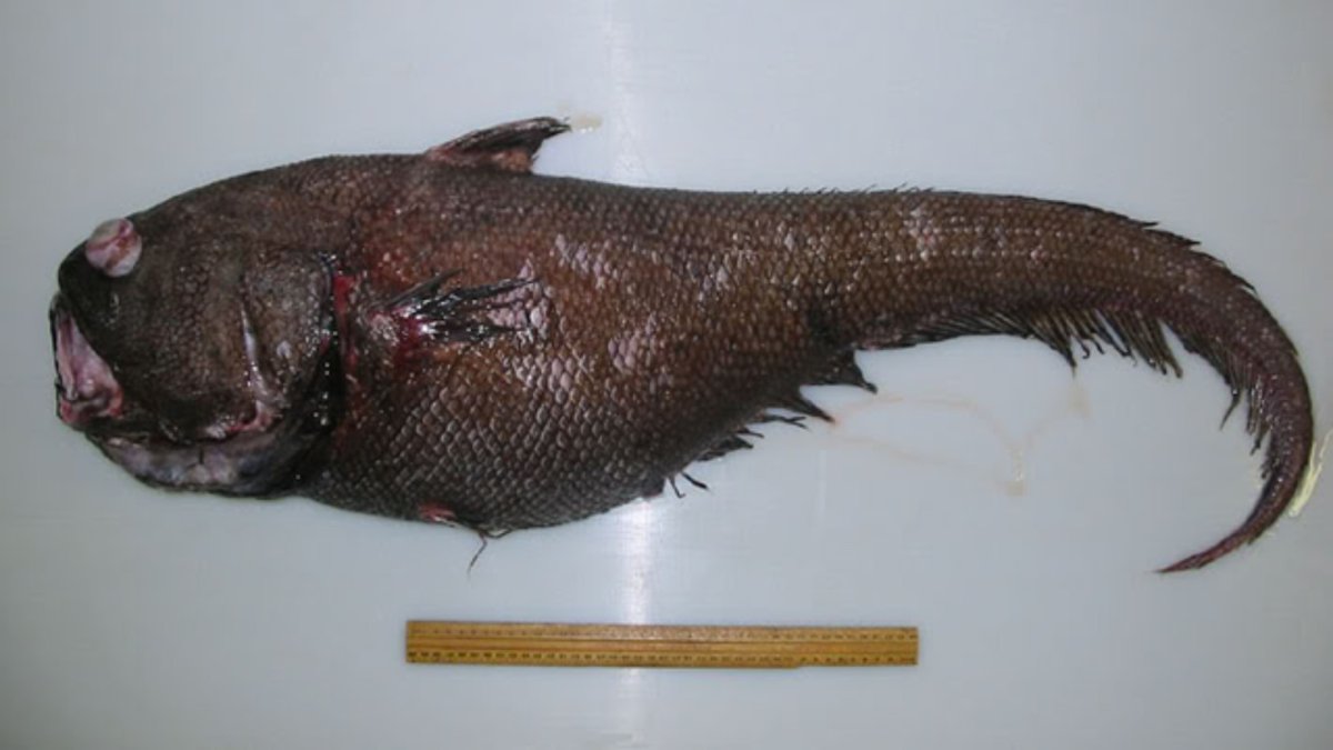 Роман Федорцов снимки рыб