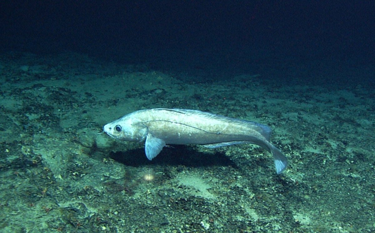 Малоглазый макрурус