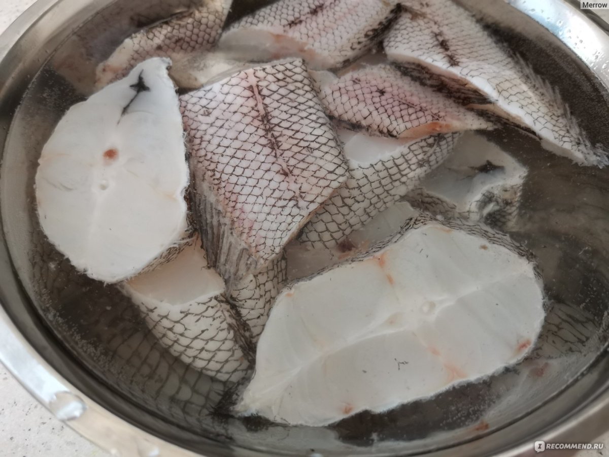 Угревидная зубатка