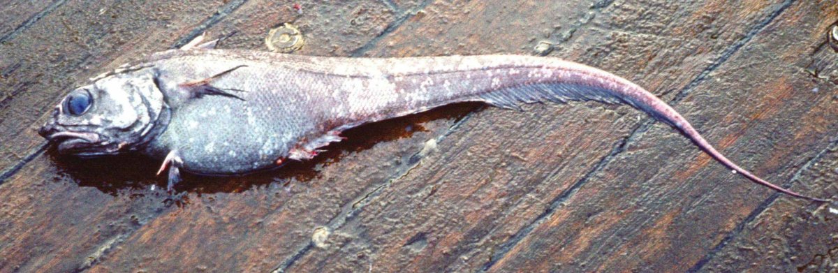 Abyssobrotula galatheae