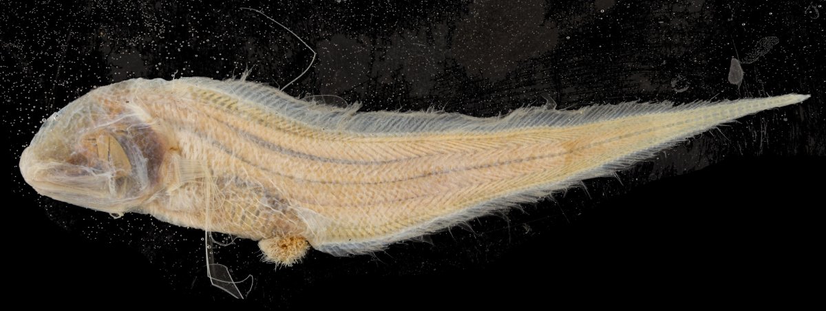 Северный макрурус (macrourus berglax)