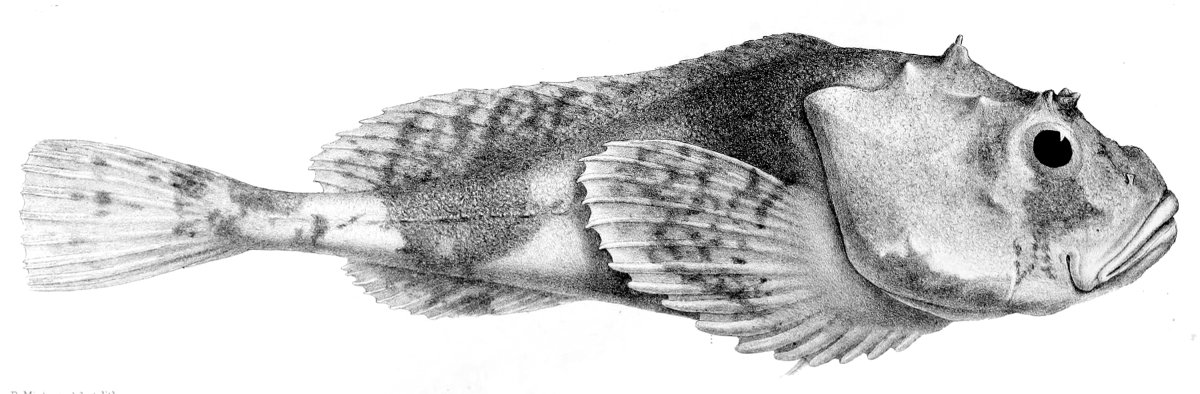 Рыба зубатка синяя