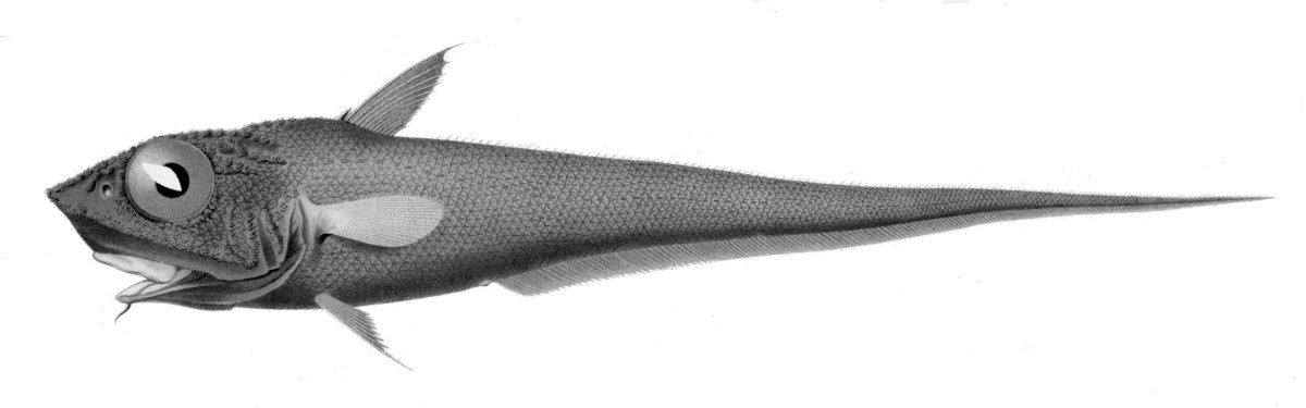 Малоглазый макрурус