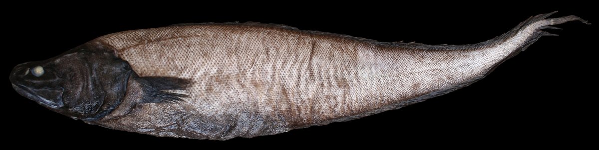 Рыба макрурус стейк