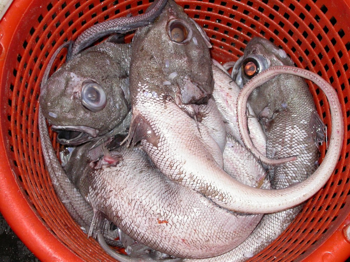 Зубатка Дальневосточная гигантская