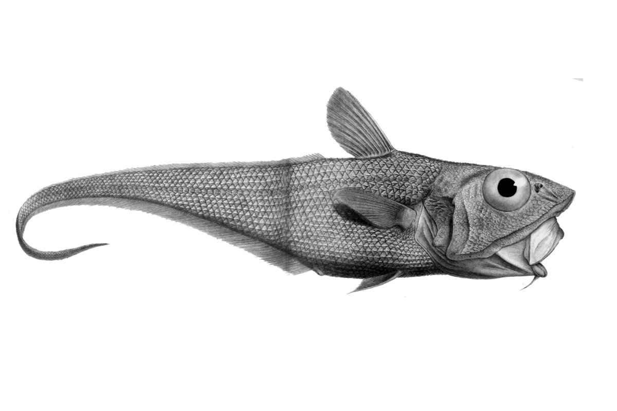 Макрурус малоглазый длиннохвостый