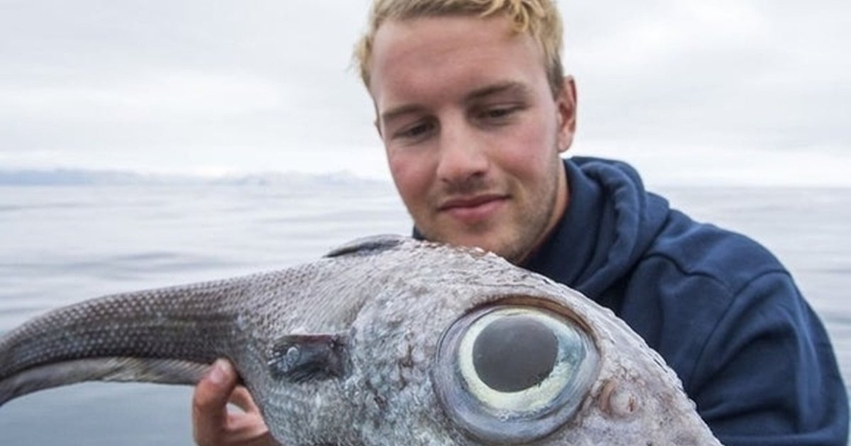 Китовидковидная рыба