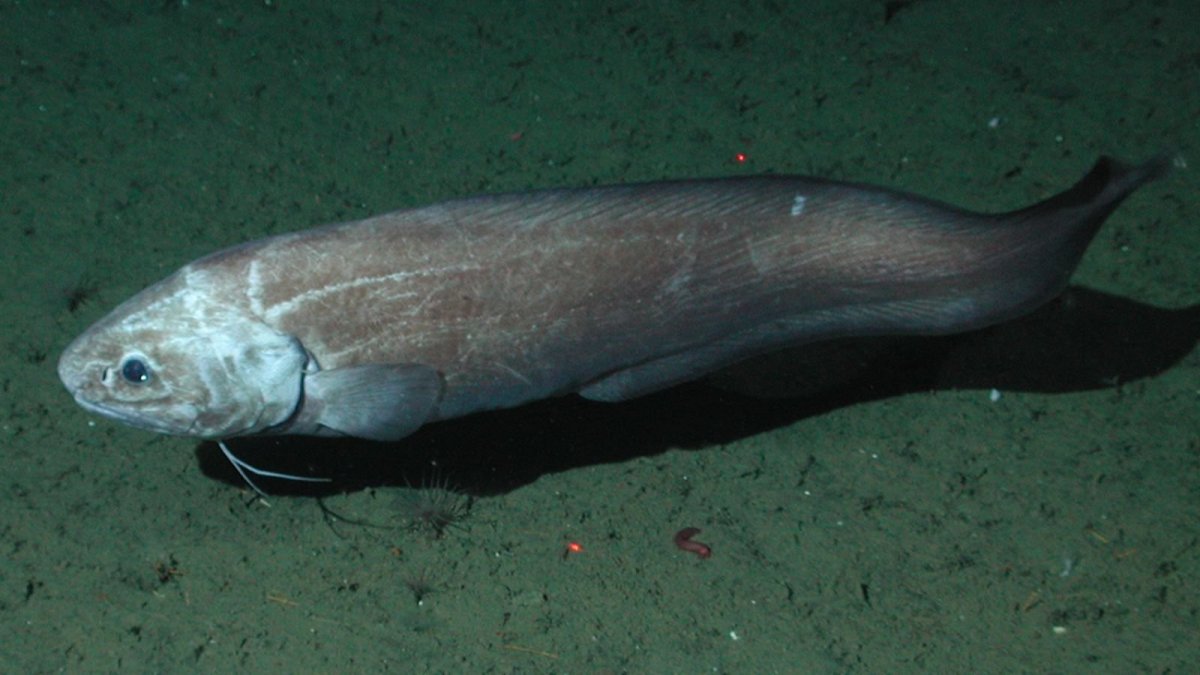 Coelorinchus caelorhincus