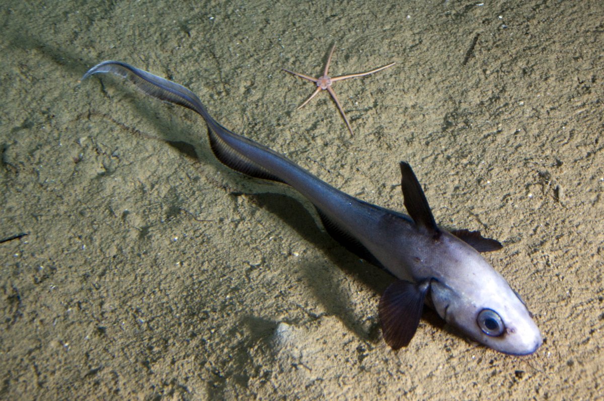 Камбала морда