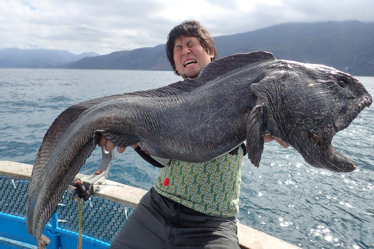 Малоглазый Длиннохвост макрурус