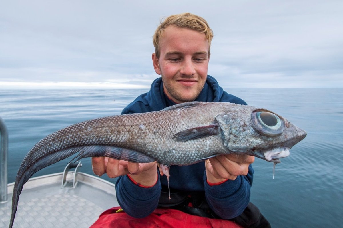 Малоглазый макрурус