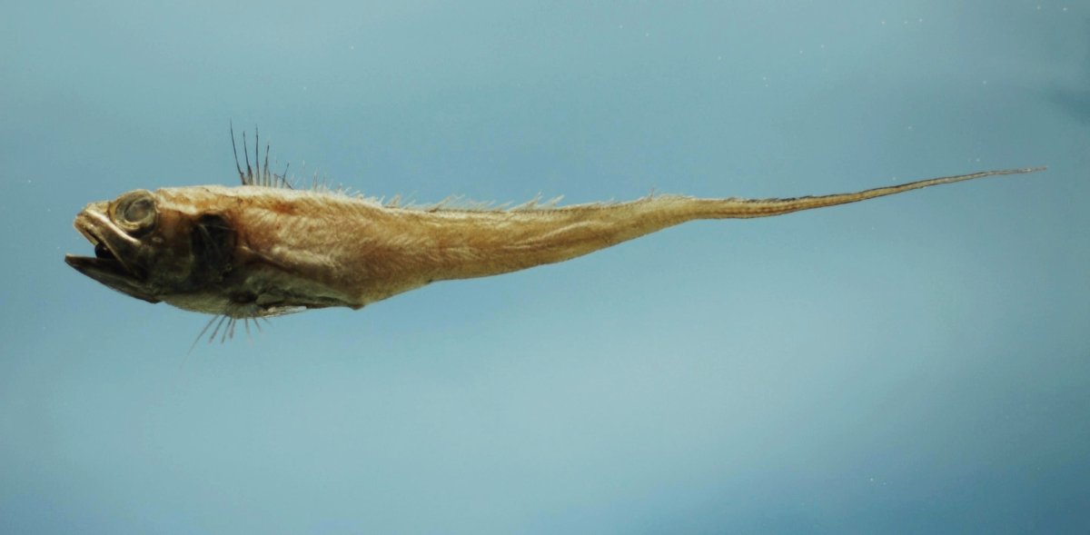 Малоглазый макрурус