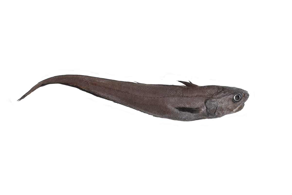 Albatrossia pectoralis