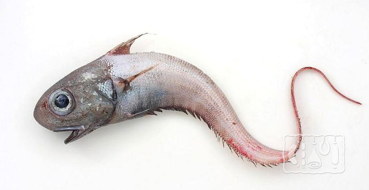 Маркус рыба