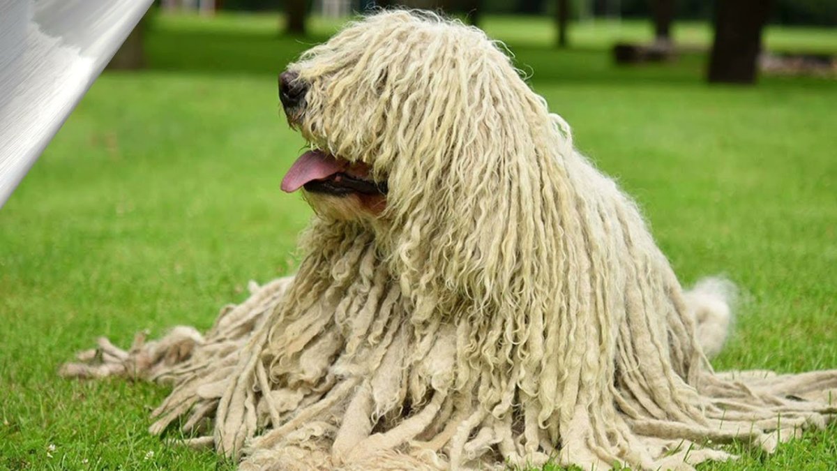 Собака швабра