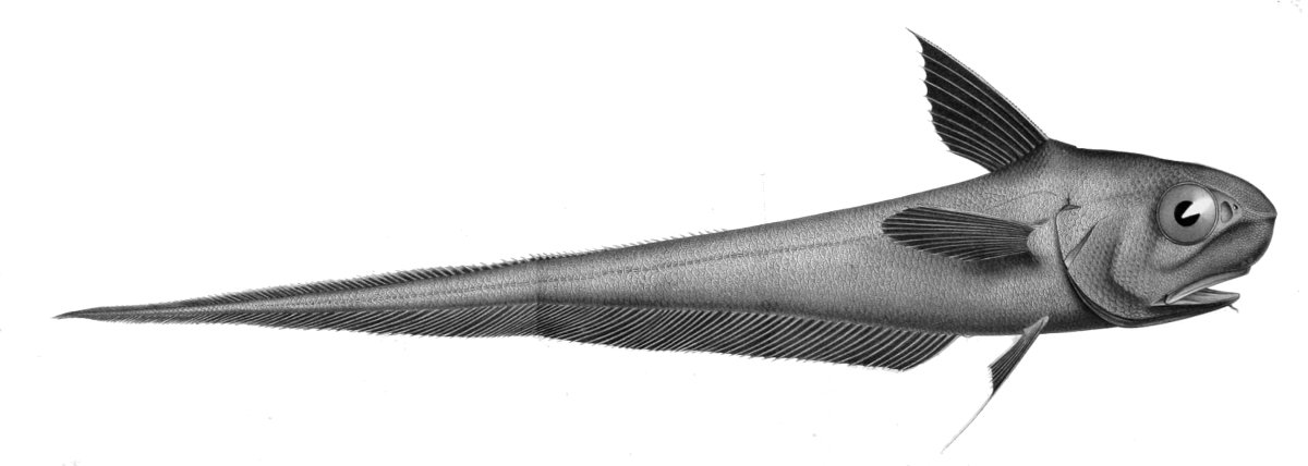 Макрурус с головой