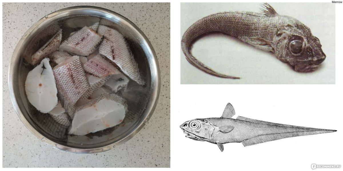 Сом рыба детеныш