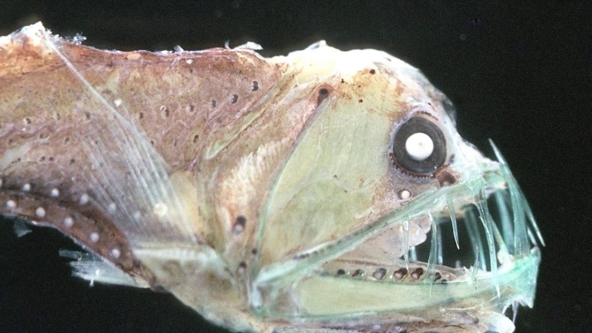 Spectrunculus Grandis