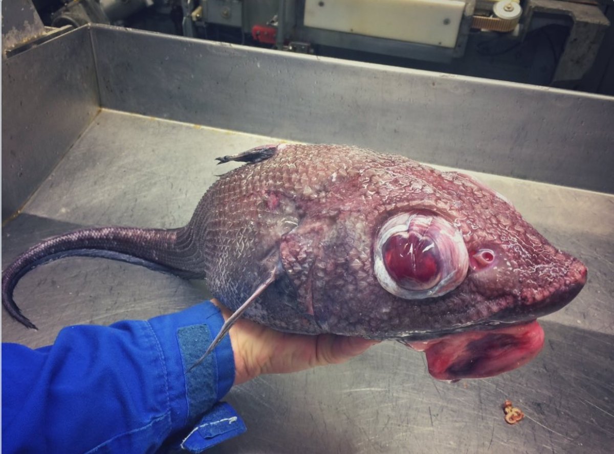 Вооружённый макрурус