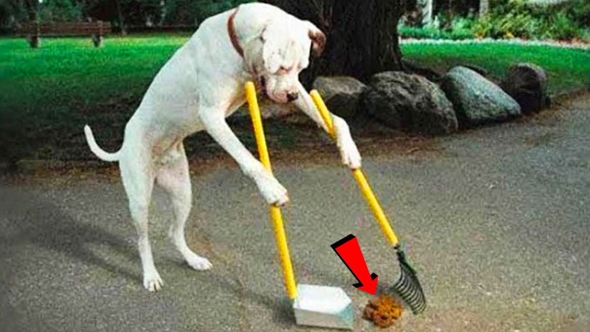 Собака гадит на газон