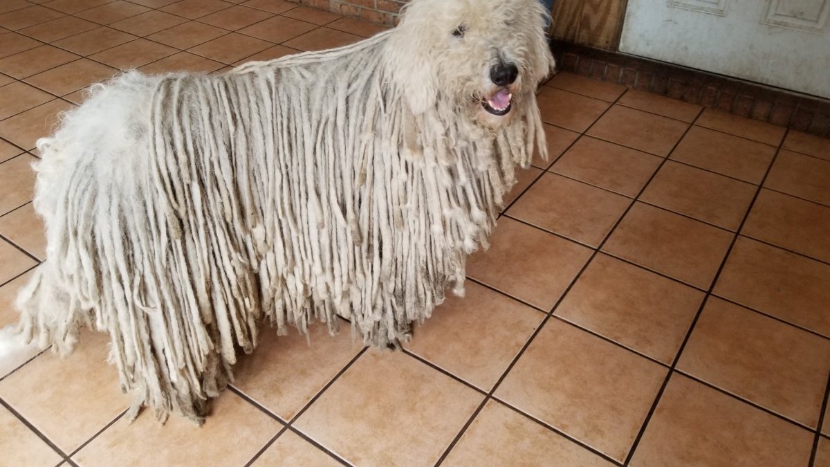 Командор окрасы