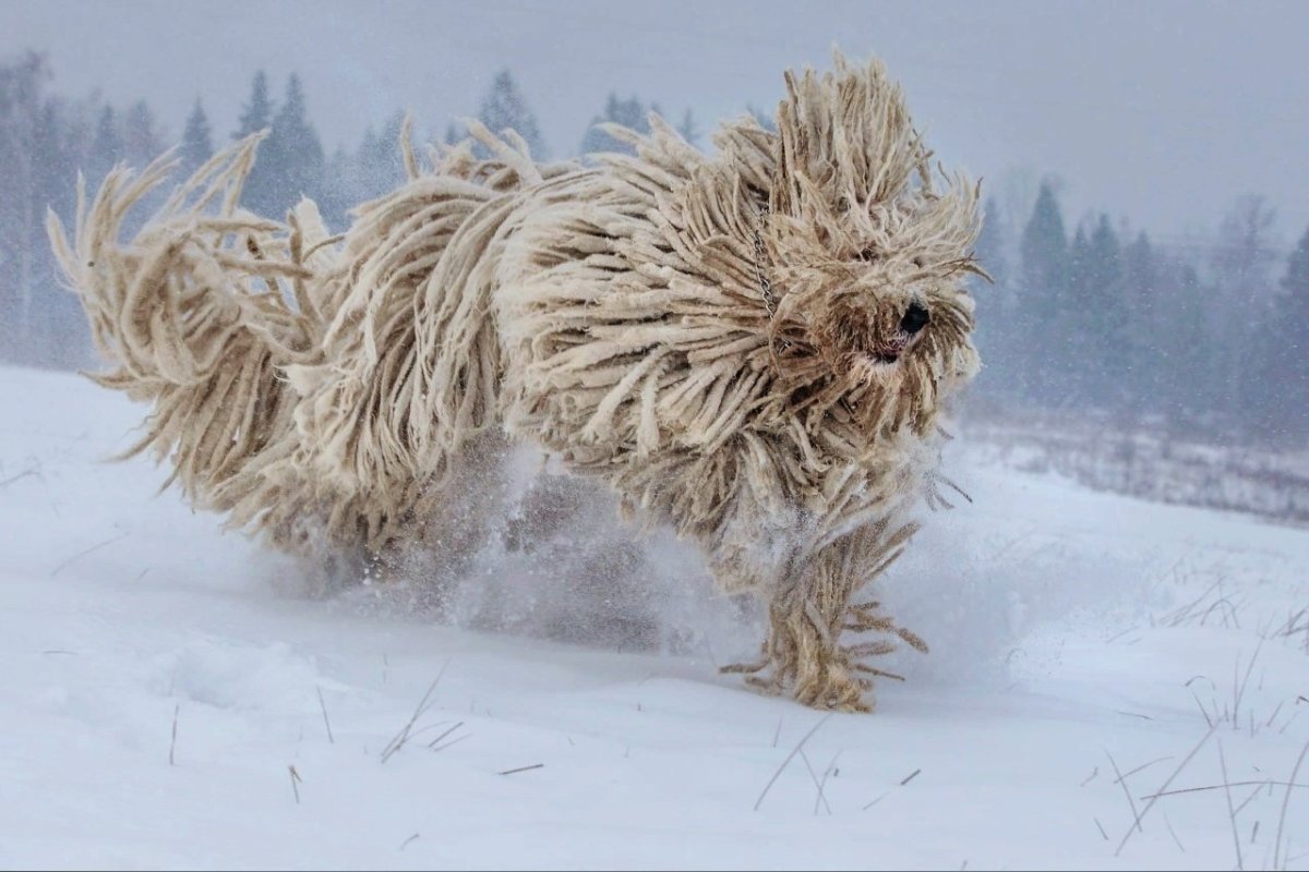 Уборка за собакой