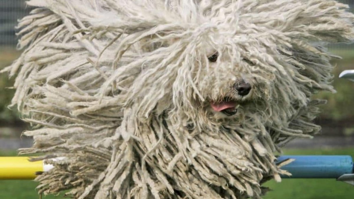 Собака в виде швабры