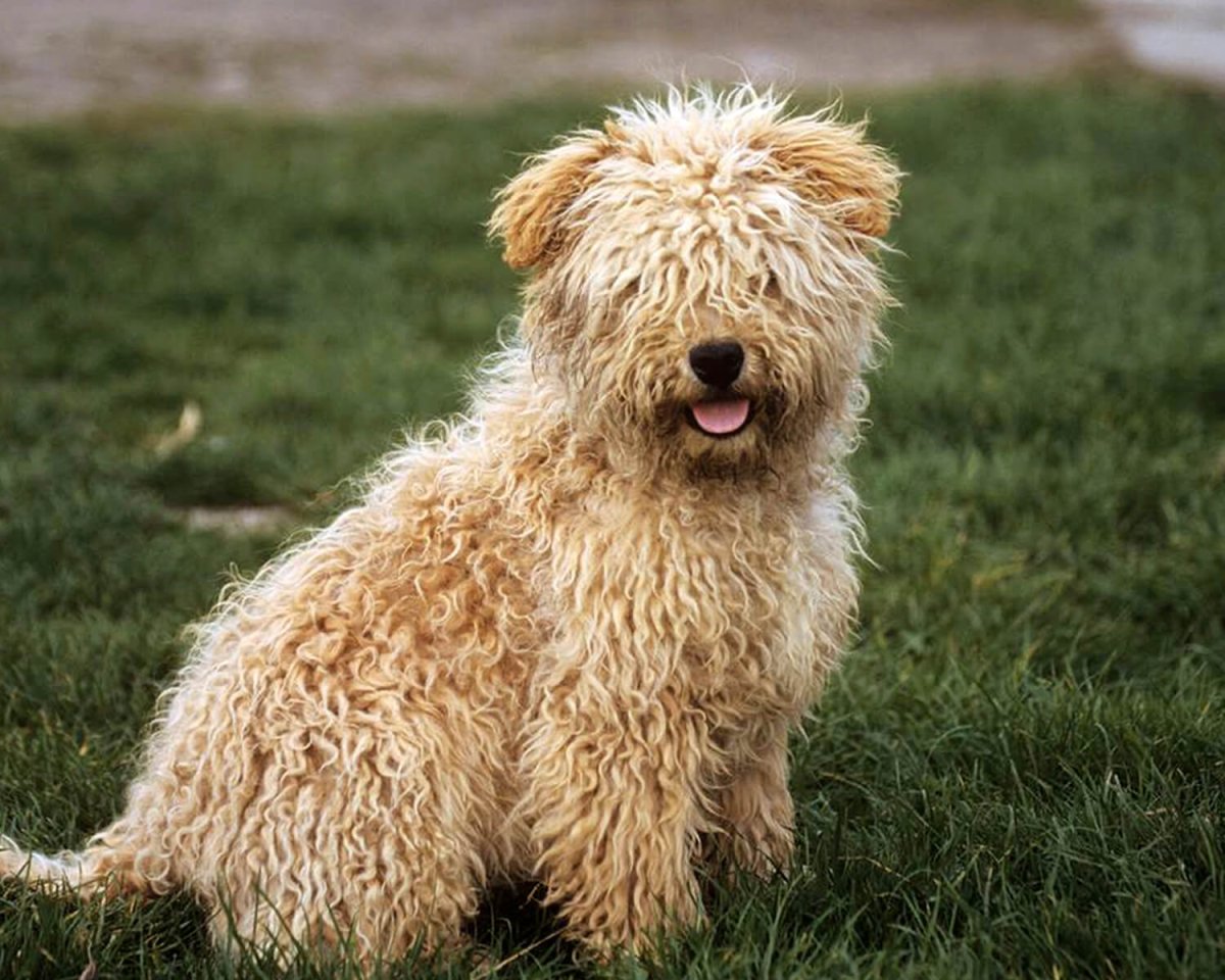 Венгерская водяная собака щенок