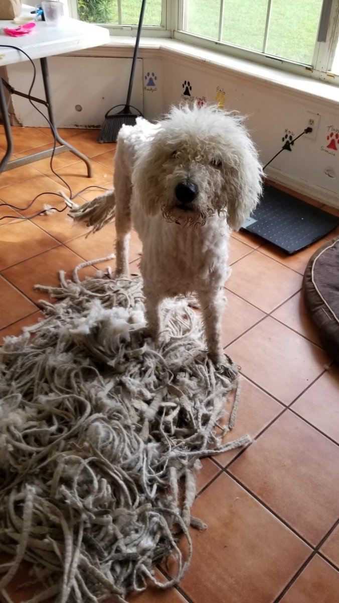 Венгерская овчарка Командор