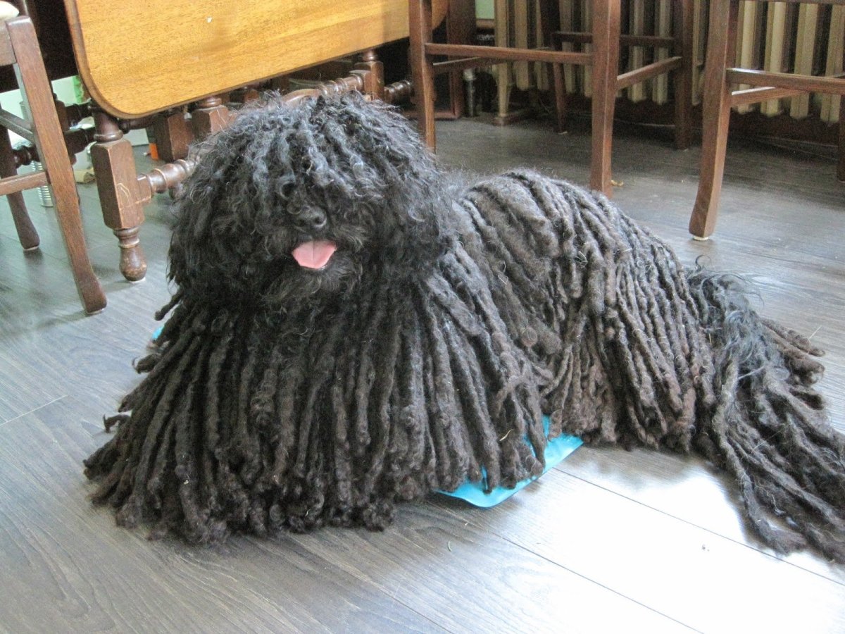 Собака в виде швабры