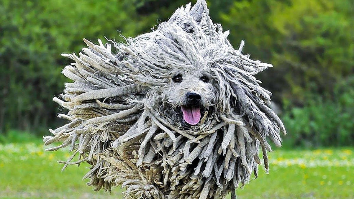 Собака Комондор венгерская овчарка