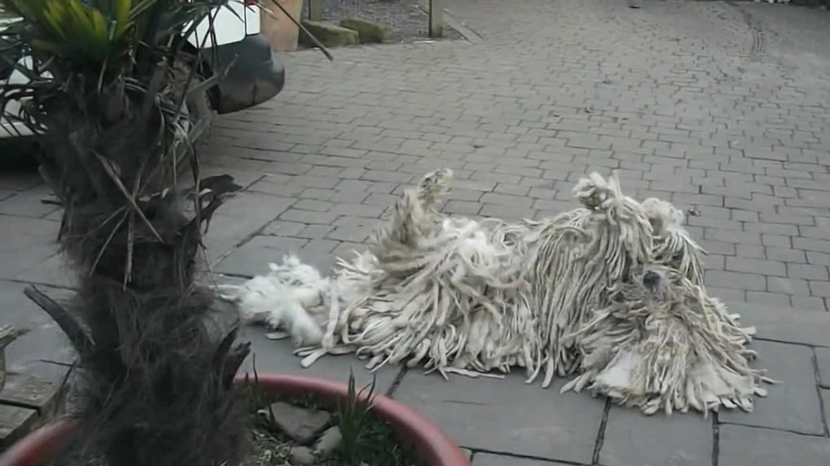 Собака швабра Командор летающая