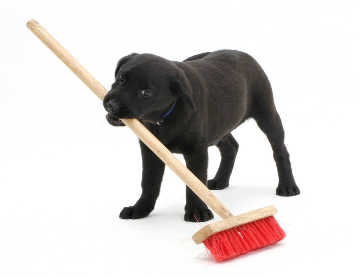 Собака с метлой