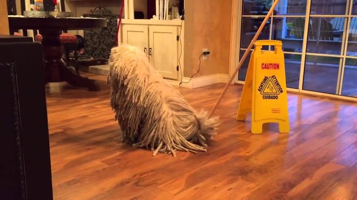 Живая швабра