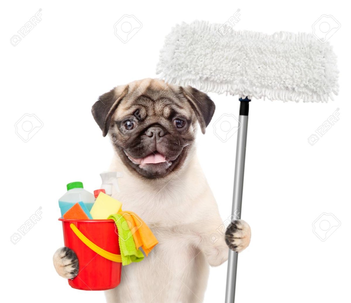 Мопсик убирается