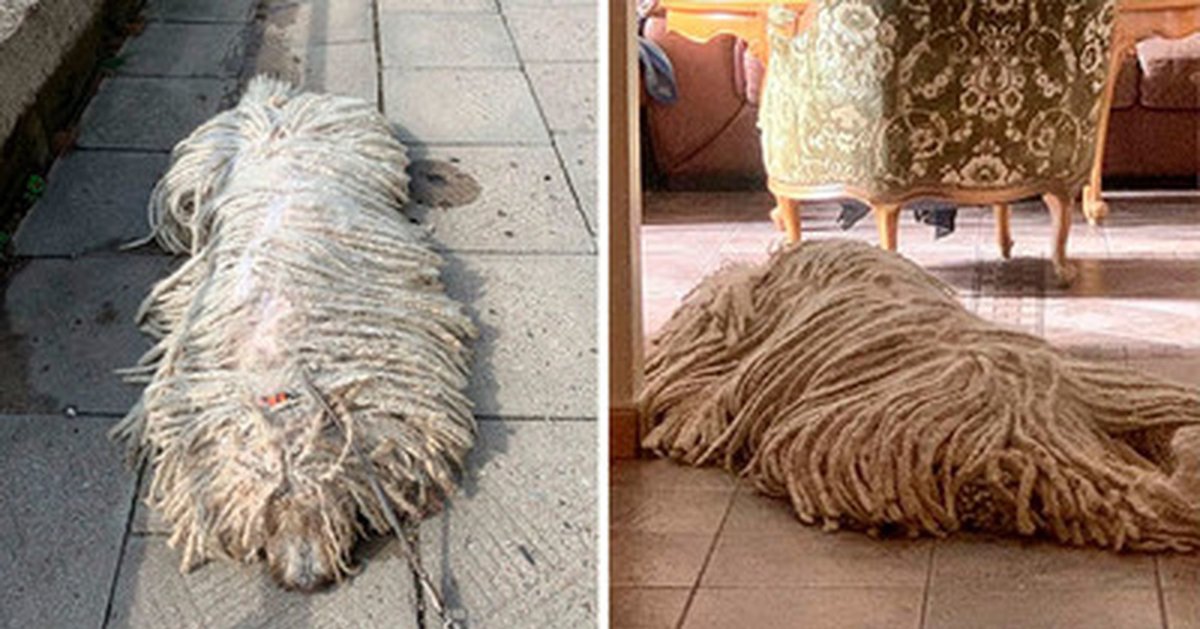 Собака похожая на швабру порода