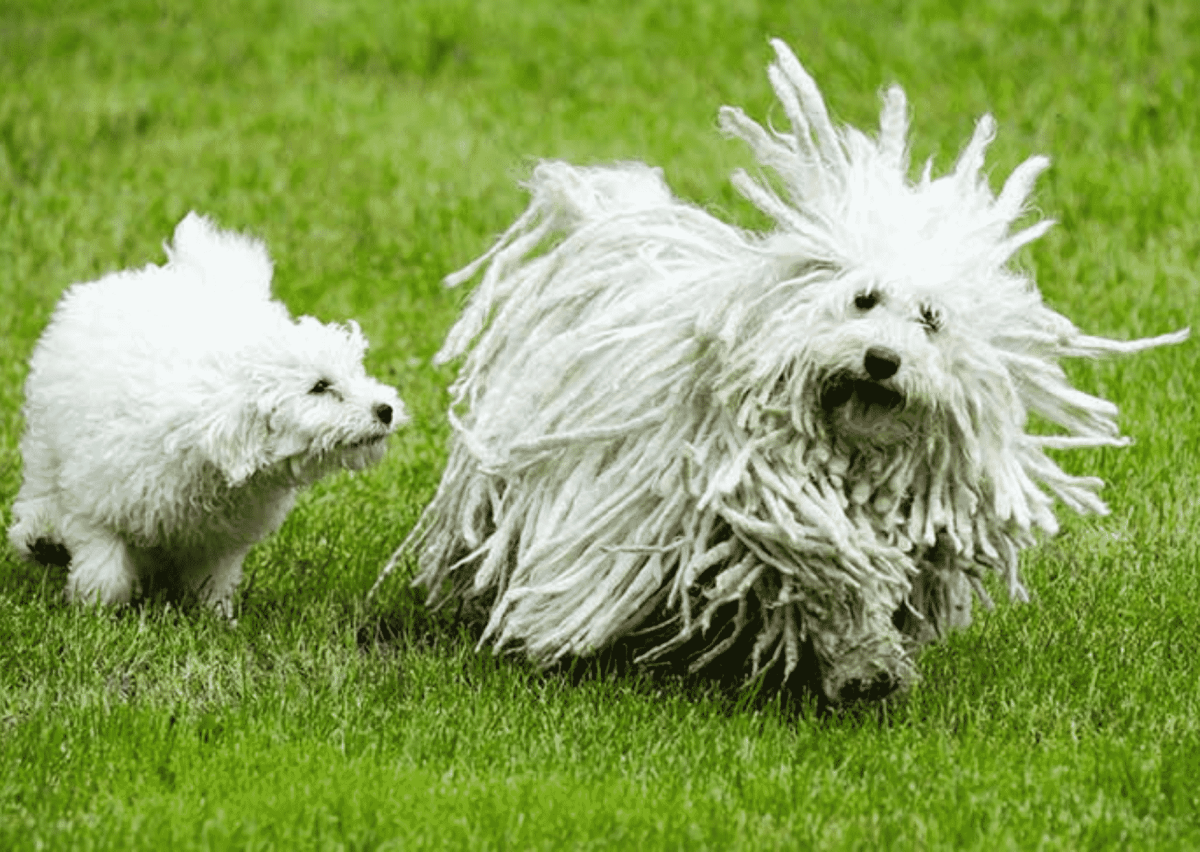 Командор собака швабра