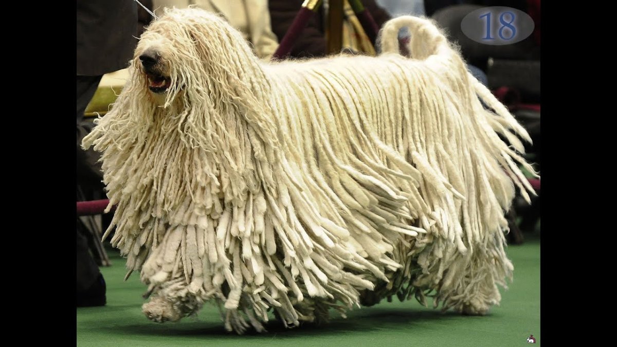 Собака тряпка