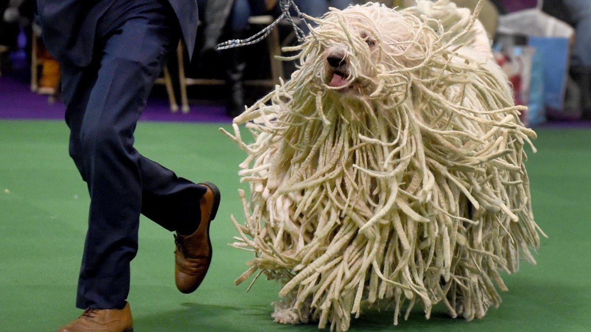 Шотландская собака швабра