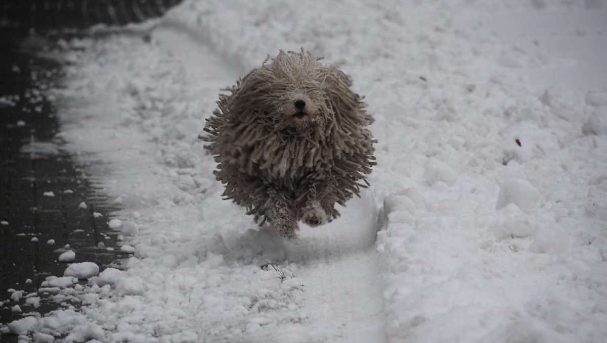 Собачка швабра