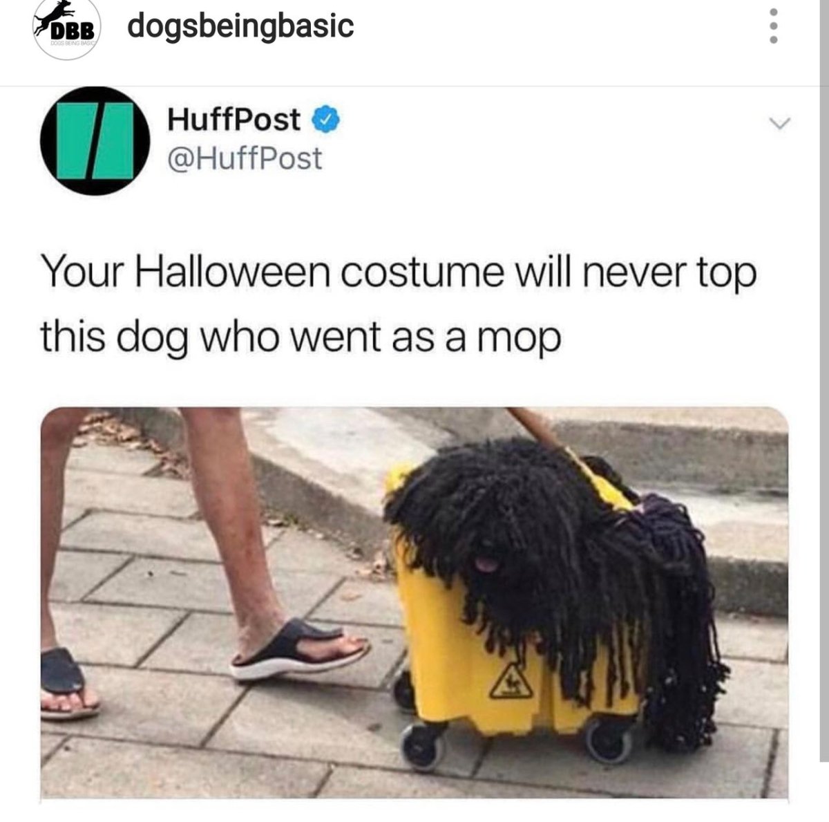 Костюм швабра для собак